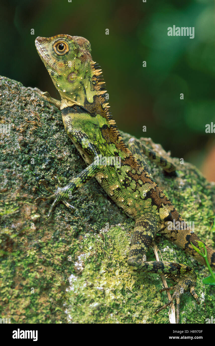 Agamid Lizard (Agamidae) portrait, Gunung Gading National Park, Sarawak ...