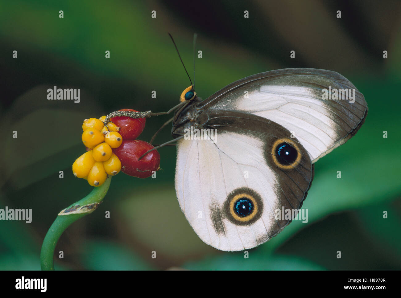 Silky Owl Butterfly (Taenaris catops) with spots to mimic eyes of larger predators, Papua New