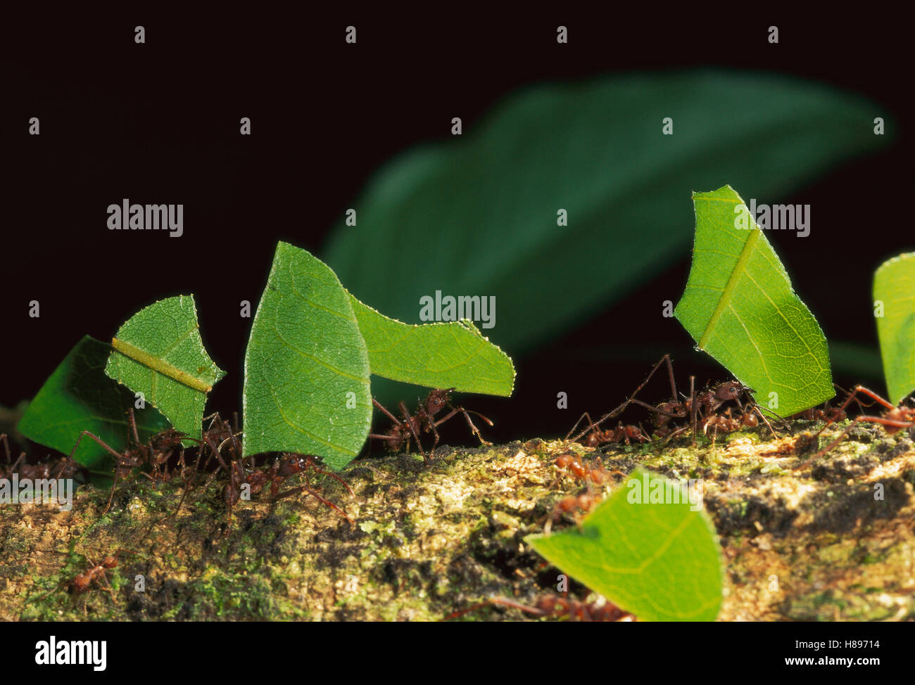 Leafcutter Ant (Atta sp) group carrying leaves back to nest, Manu ...