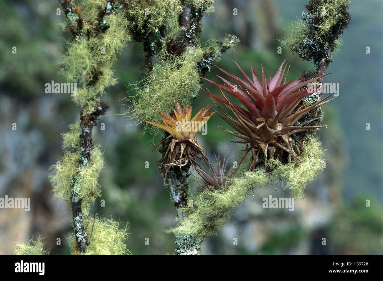 Bromeliads in Peat Moss: The Ideal Growth Medium for Lush Tropical Plants