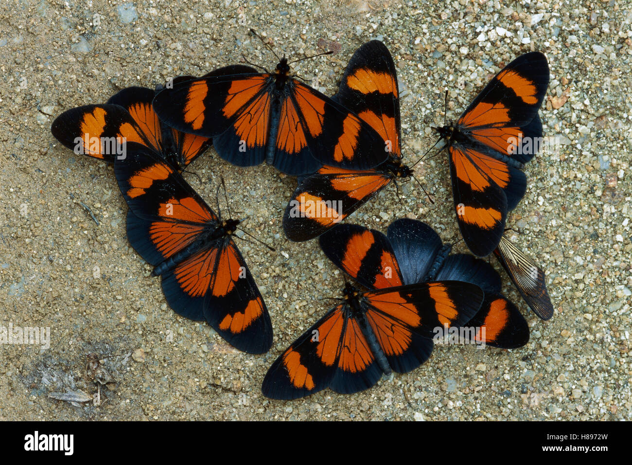 Brush-footed Butterfly (Actinote sp) group gathering to sip minerals and salts from sand along riverbank, Manu National Park, Stock Photo