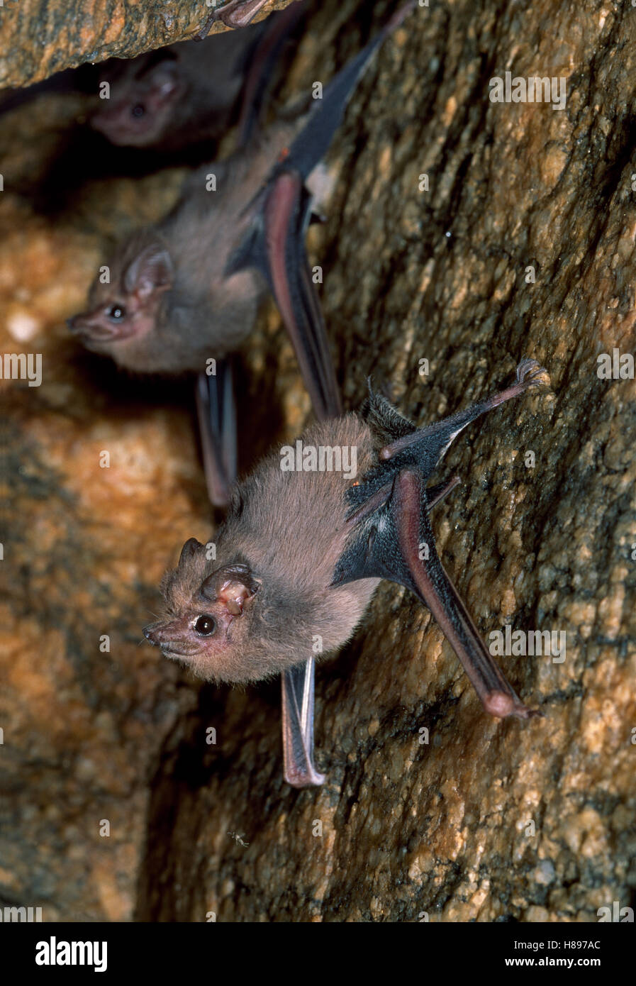 Bat pair roosting in cave, Puerto Angel, Mexico Stock Photo - Alamy