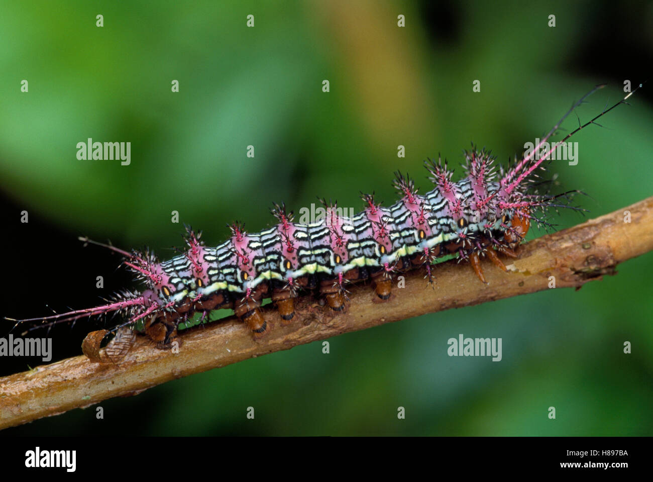 Saturniid Moth (Saturniidae) caterpillar, Manu National Park, Peru ...