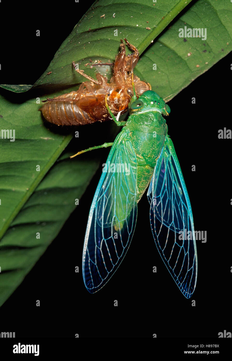 Cicada Cicadidae Adult Emerging From Nymphal Case Sabah Borneo cicada-cicadidae-adult-emerging-from-nymphal-case-sabah-borneo