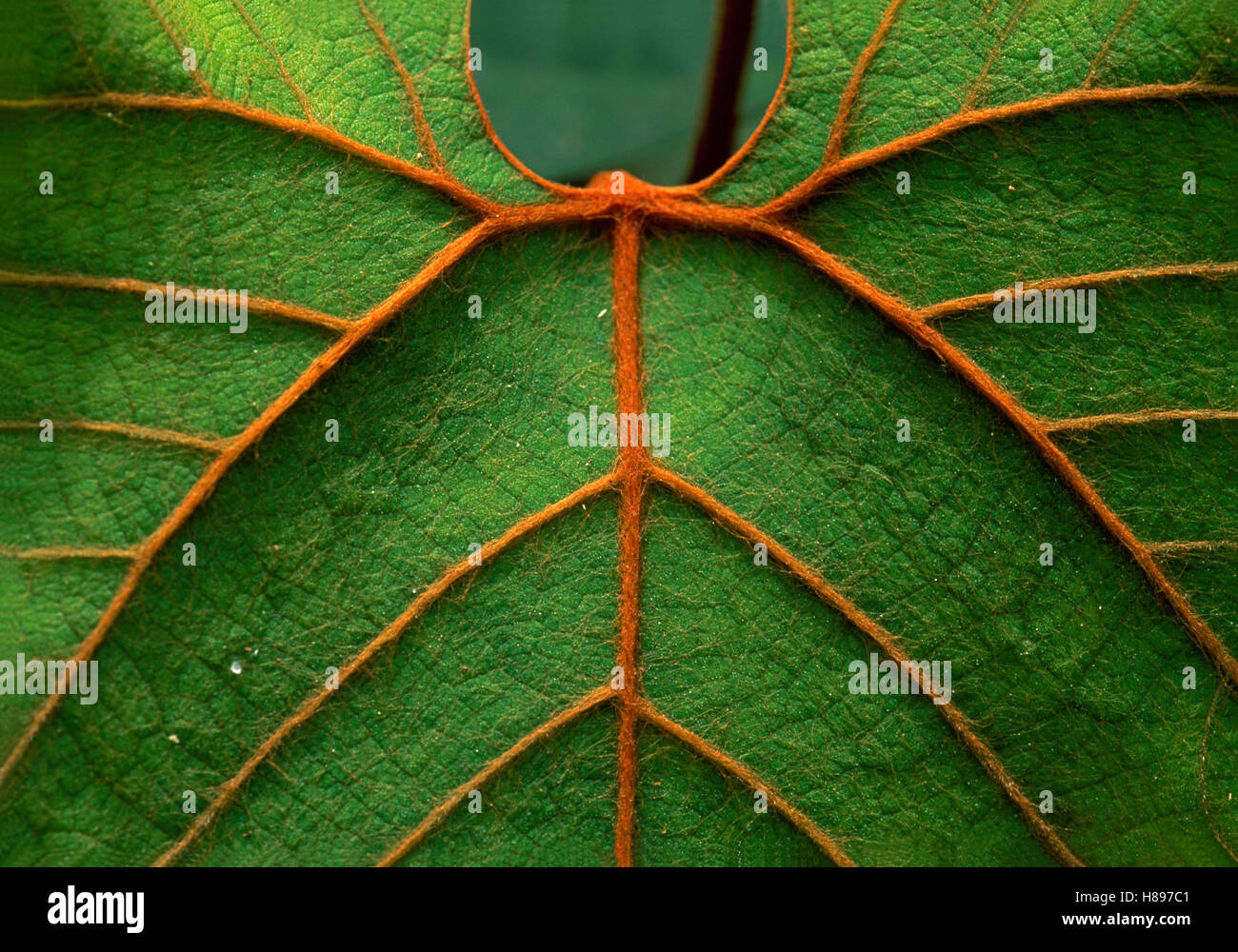 Leaf showing ribs and veination, Niah National Park, Borneo, Malaysia ...
