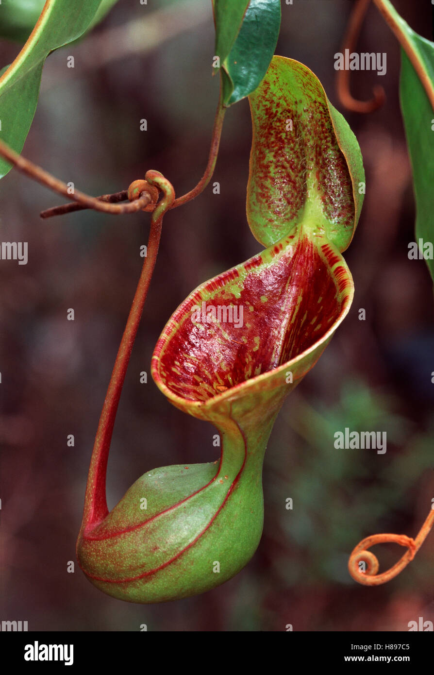 Great Description About Lows Pitcher Plant