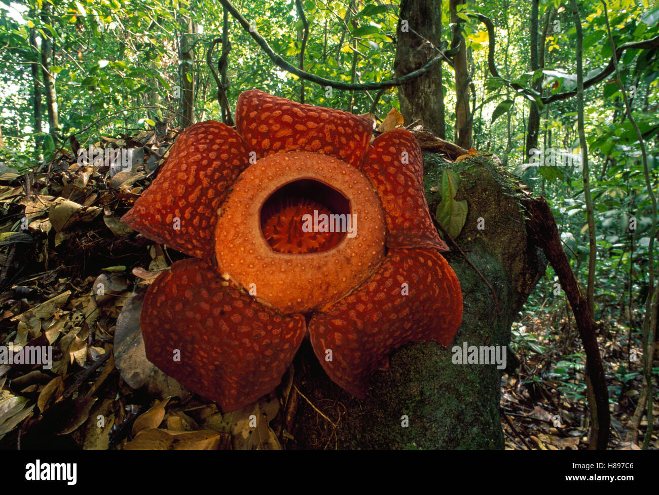 Rafflesia (Rafflesia tuanmudae) flower, Gunung Gading National Park