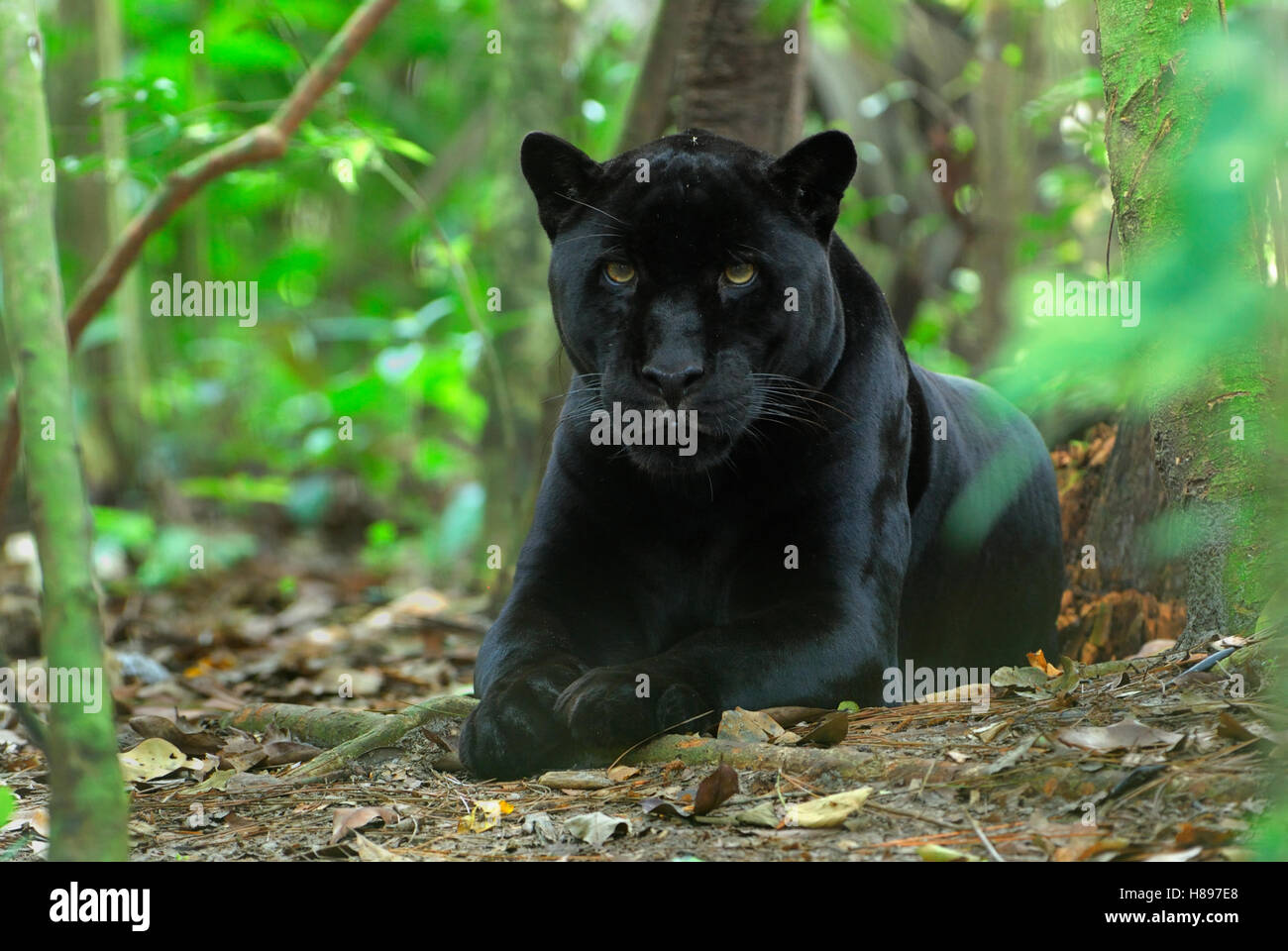 Jaguar (Panthera onca), black color morph, resting on forest floor, Belize  Stock Photo - Alamy