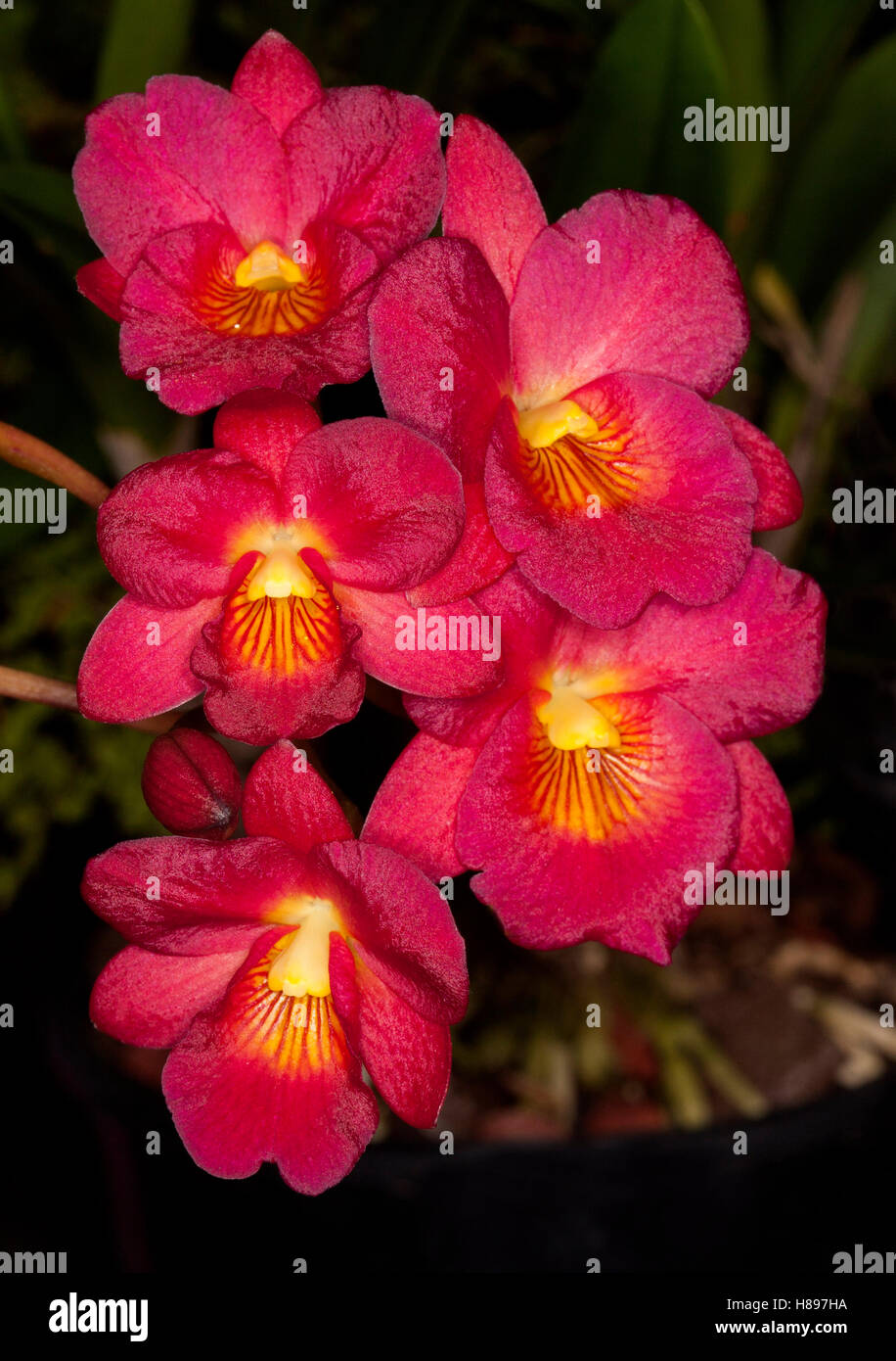 Cluster of stunning vivid red flowers with golden yellow throats of orchid  Cattleytonia 'Why Not' on dark background Stock Photo