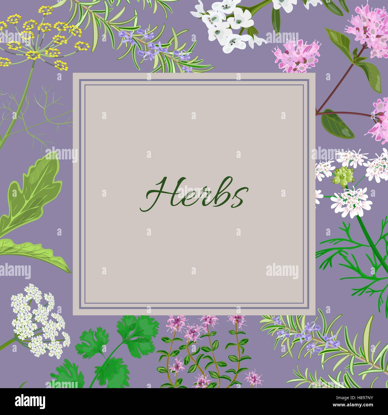 Vector card with herbs and plants. Vintage square with herbal flowers illustration. Stock Vector