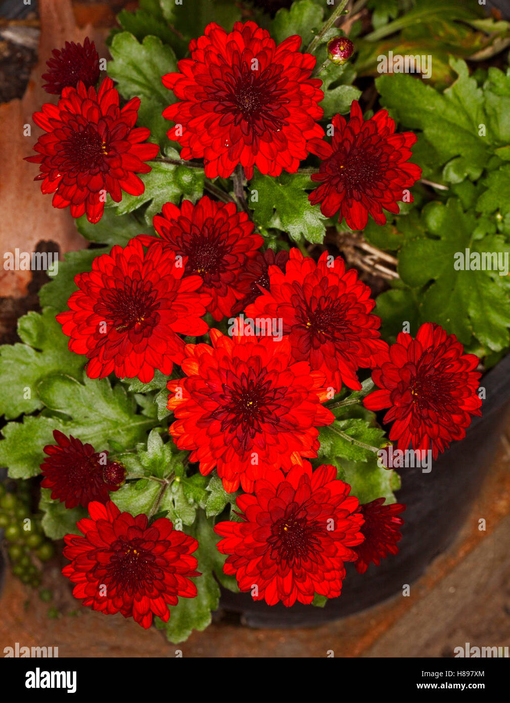 Large cluster of spectacular vivid deep blood red chrysanthemum flowers & emerald green leaves in garden container Stock Photo