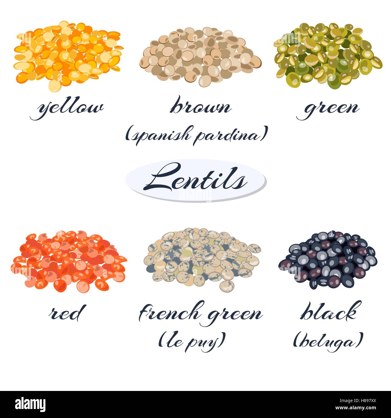 Various types of lentils. Yellow, brown, green, red, french green, black lentils. Vector illustration. Stock Vector