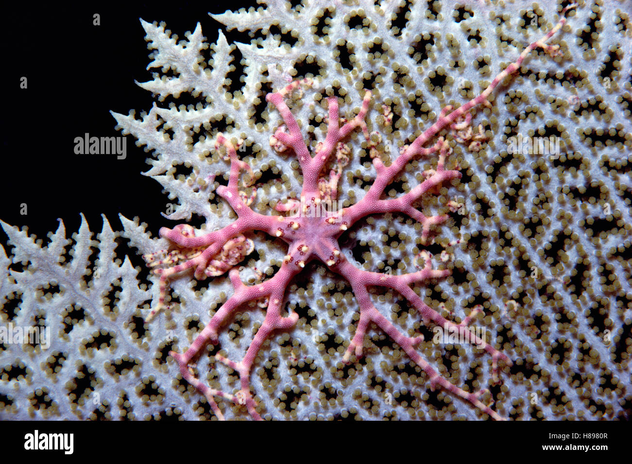 Giant Basket Star (Astrophyton muricatum) juvenile on Common Sea Fan ...