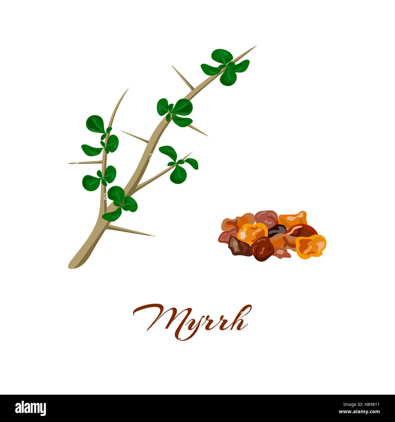 Myrrh tree. Leaves and resin. Commiphora myrrha. Vector illustration. Stock Vector