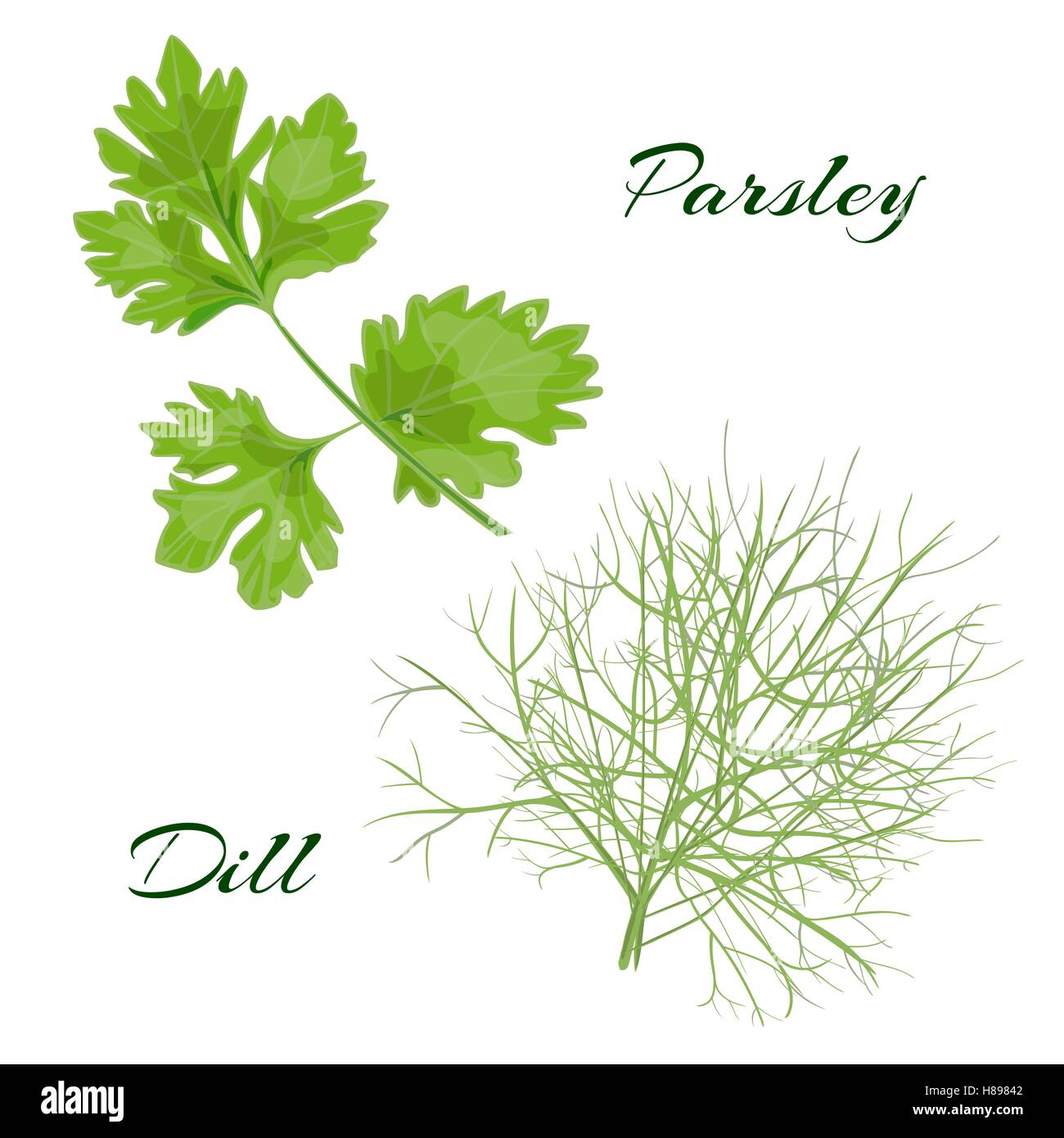 Parsley and dill. fresh cooking herbs. Vector illustration Stock Vector