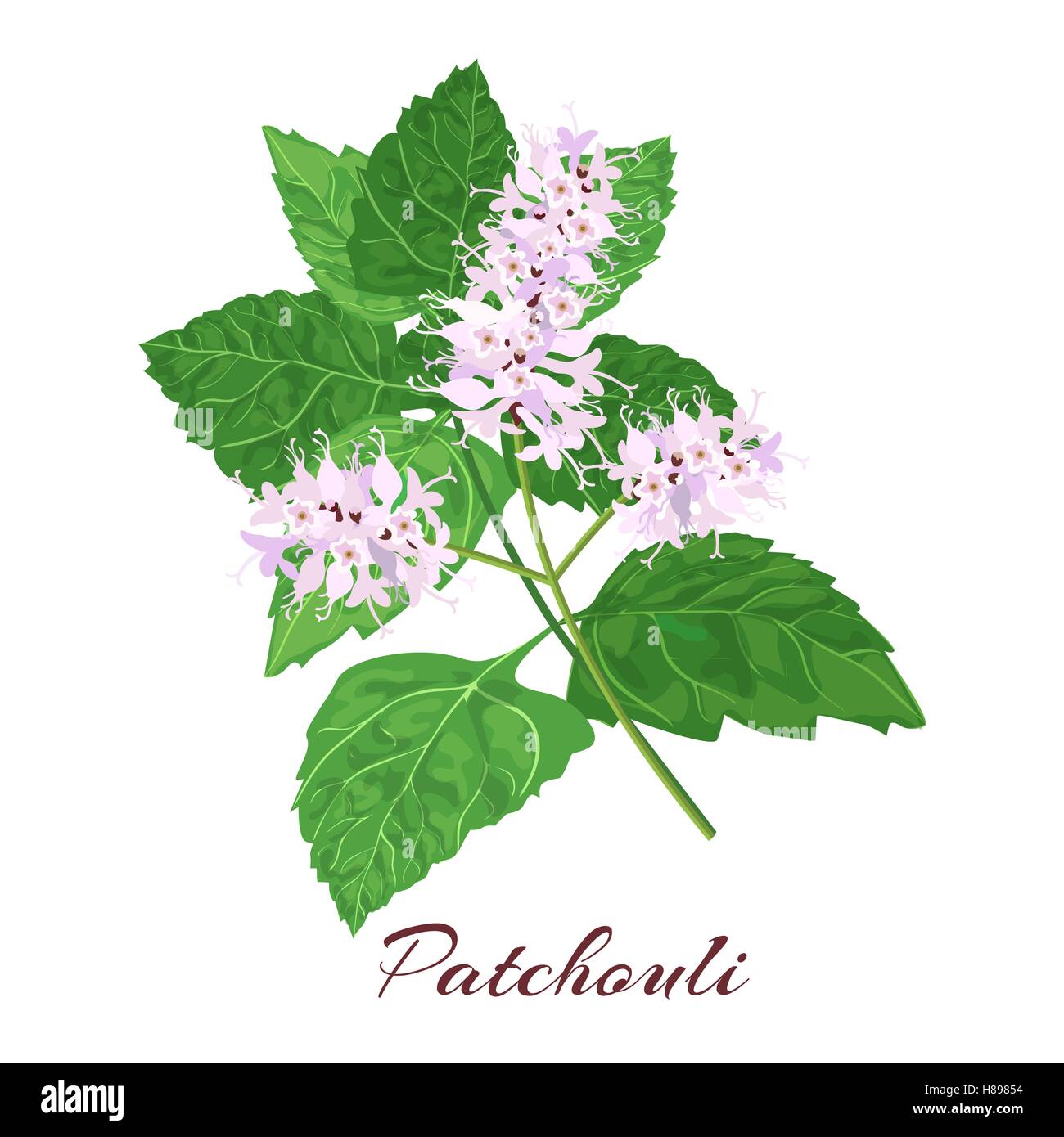 Patchouli known as Pogostemon cablini. Vector illustration on white background. Stock Vector
