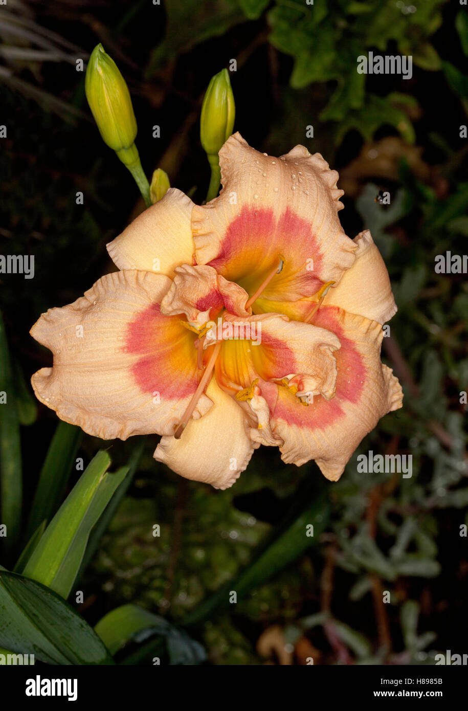 Spectacular & unusual apricot & dark orange semi-double flower with frilly petals of daylily '42nd street' on dark background Stock Photo