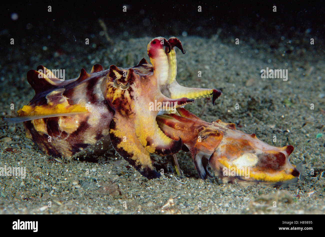 Flamboyant Cuttlefish (Metasepia pfefferi) pair mating, male is smaller, preparing to deposit sperm, 90 feet deep, Papua New Stock Photo