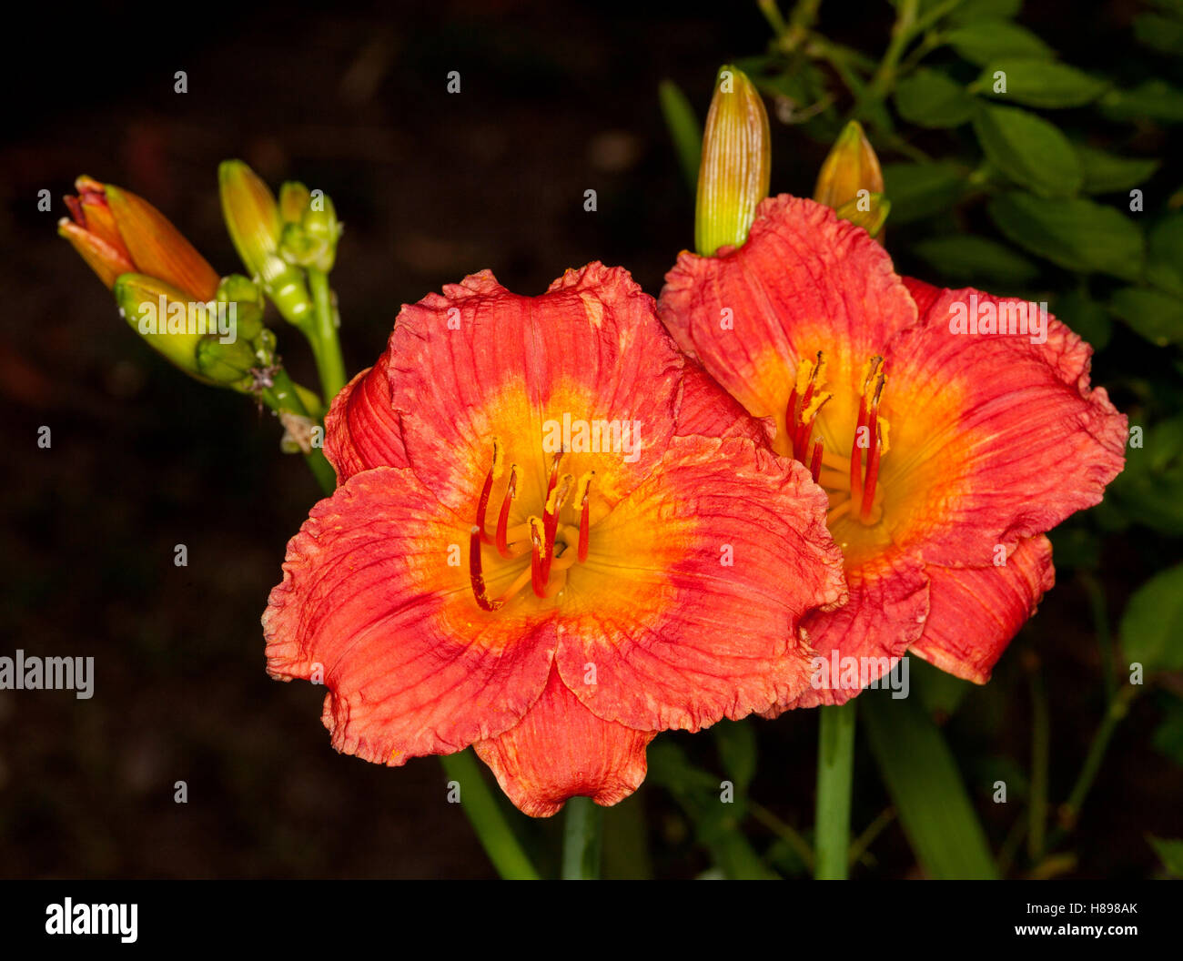 Two spectacular vivid deep orange/red flowers with lighter orange throat & buds of daylily 'Bangkok Belle' on black background Stock Photo