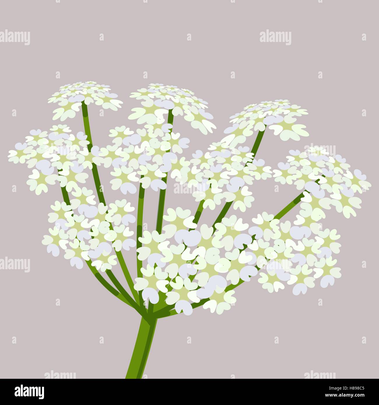 Daucus carota, common names wild carrot, bird s nest, bishop s lace or Queen Anne s lace. Flowering plant. Vector illustration. Stock Vector