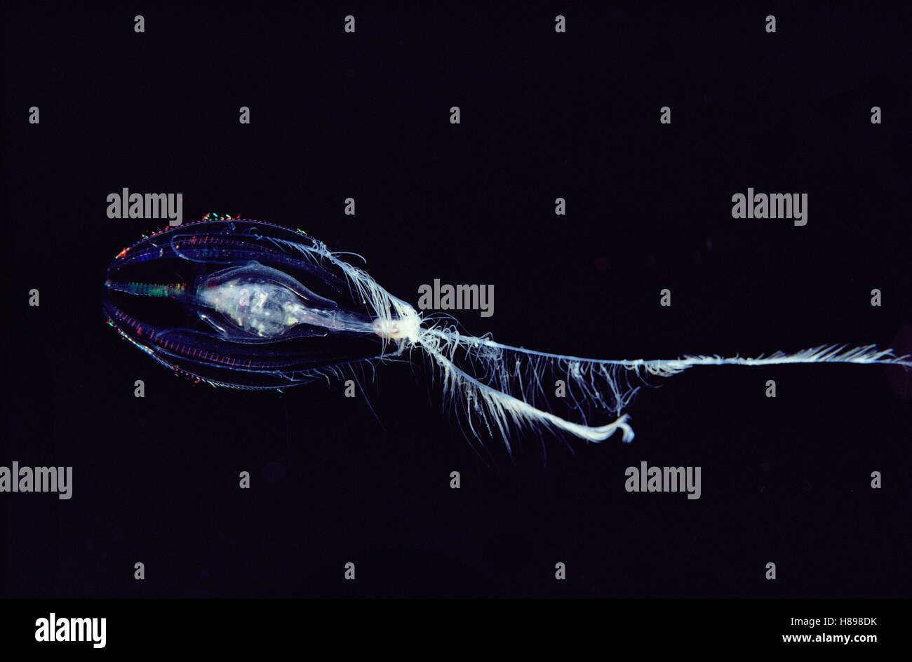 Ctenophore (Hormiphora palmata) exhibiting bioluminescence, Hawaii