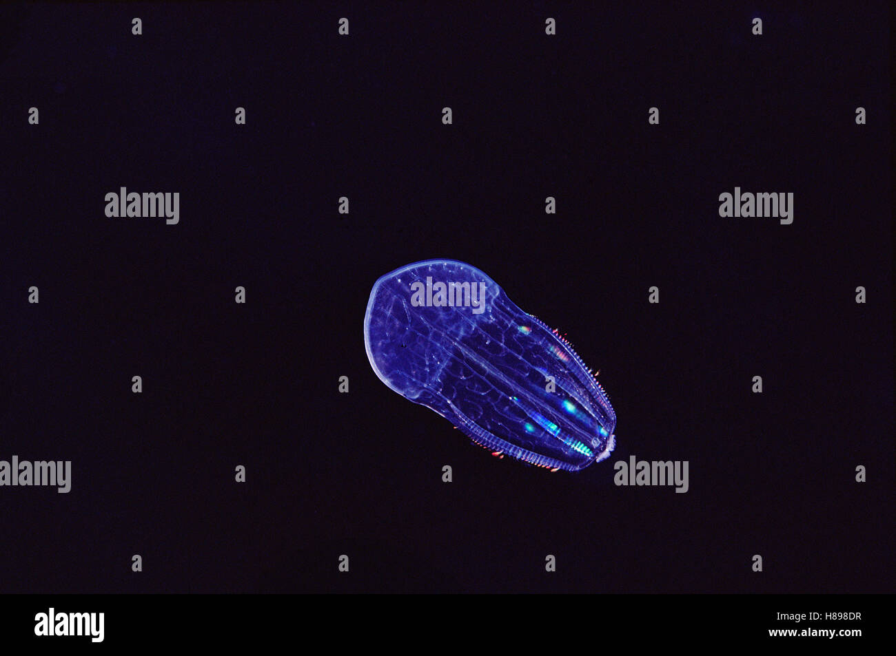 Jellyfish, exhibiting bioluminescence, Hawaii Stock Photo Alamy