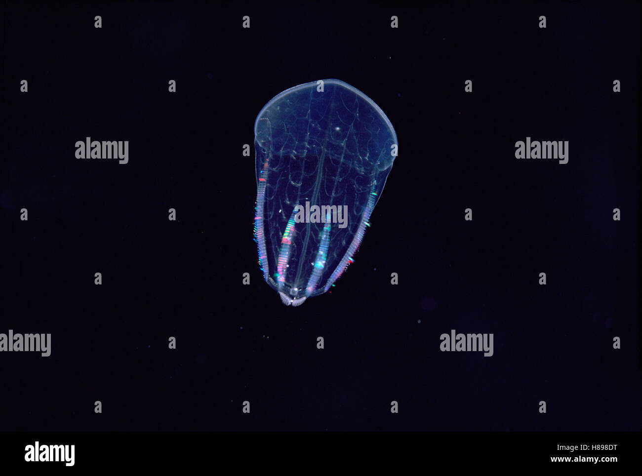 Jellyfish exhibiting bioluminescence, Hawaii Stock Photo Alamy