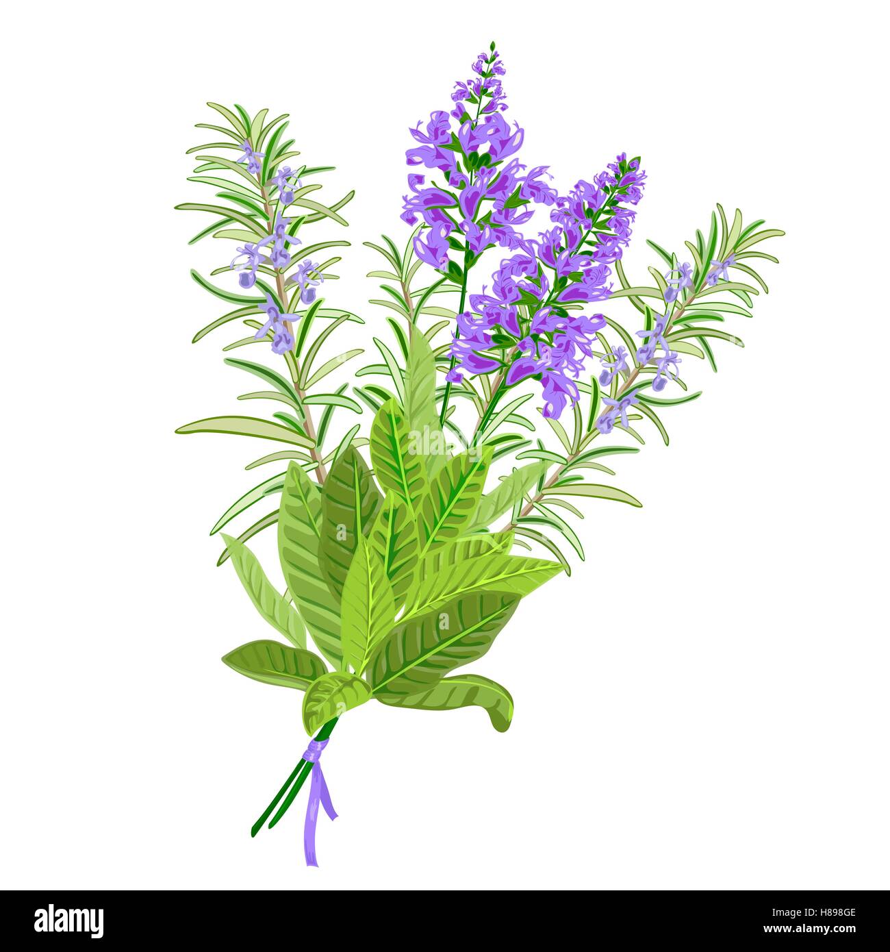 Bunch of flowering sage and rosemary. Vector illustration Stock Vector