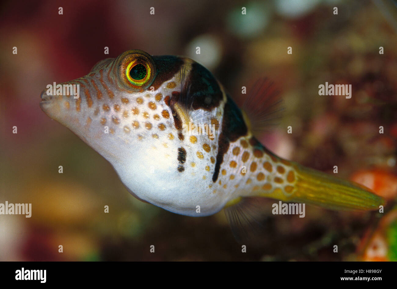 Saddled Pufferfish (Canthigaster valentini) juvenile, 50 feet deep, Solomon Islands Stock Photo
