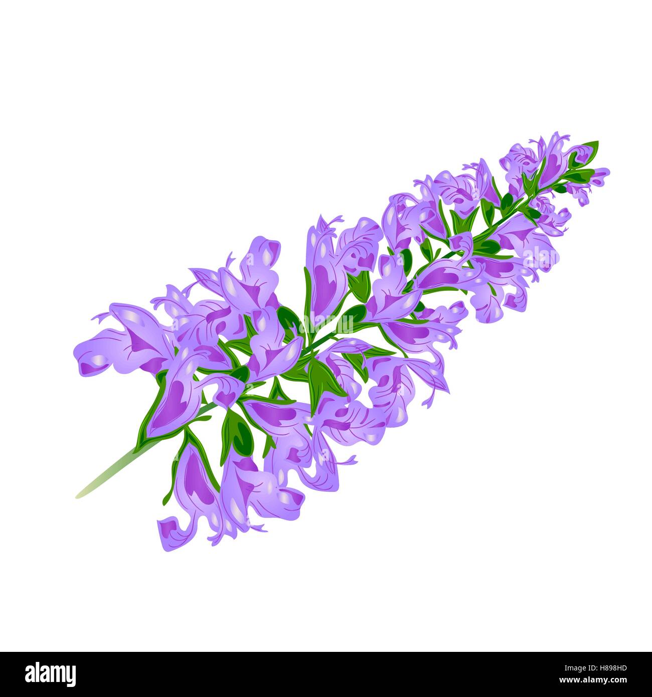 Purple flower. Sage. nice and vivid isolated Vector Stock Vector