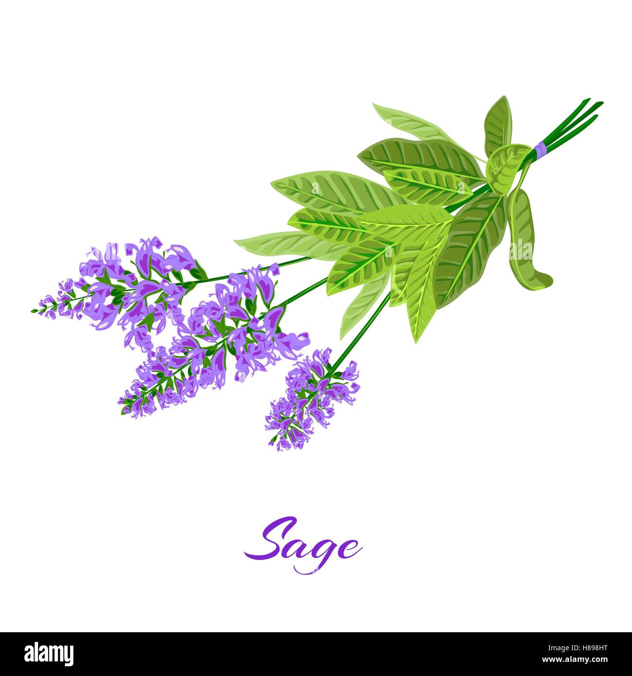 Bunch of flowering sage. Sage herb. Vector illustration Stock Vector