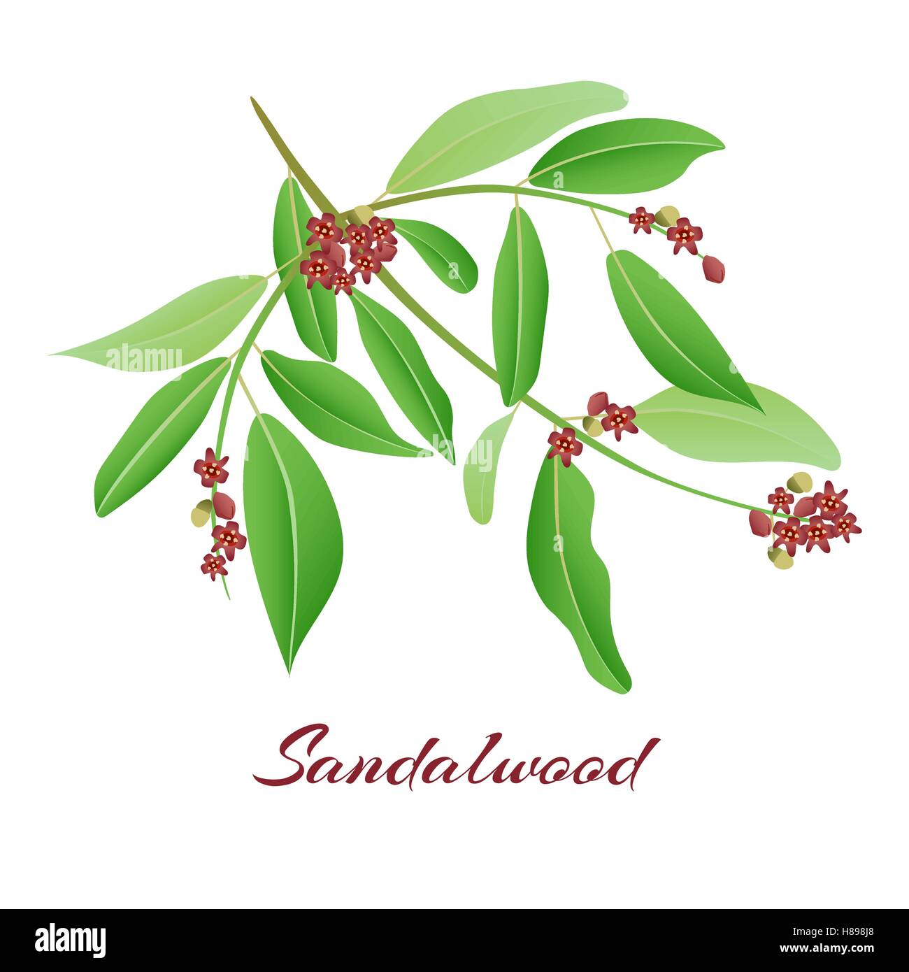 Sandalwood tree branch. with red flowers Vector illlustration. Stock Vector