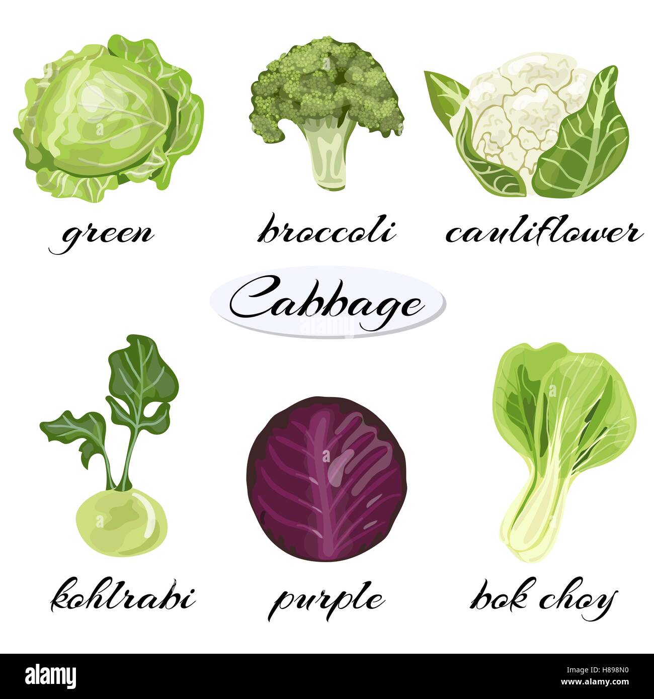 A set of cabbage. Different cabbages. Green, purple, broccoli,  cauliflower, kohlrabi,  bok choy. Vector illustration EPS 10 Stock Vector