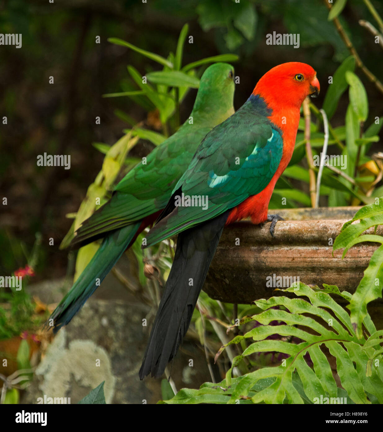 Brightly coloured red & green male king parrot, Alisterus scapularis, with juvenile male at bird