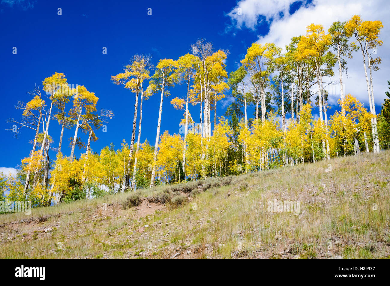 Cedar Breaks National Monument Stock Photo Alamy
