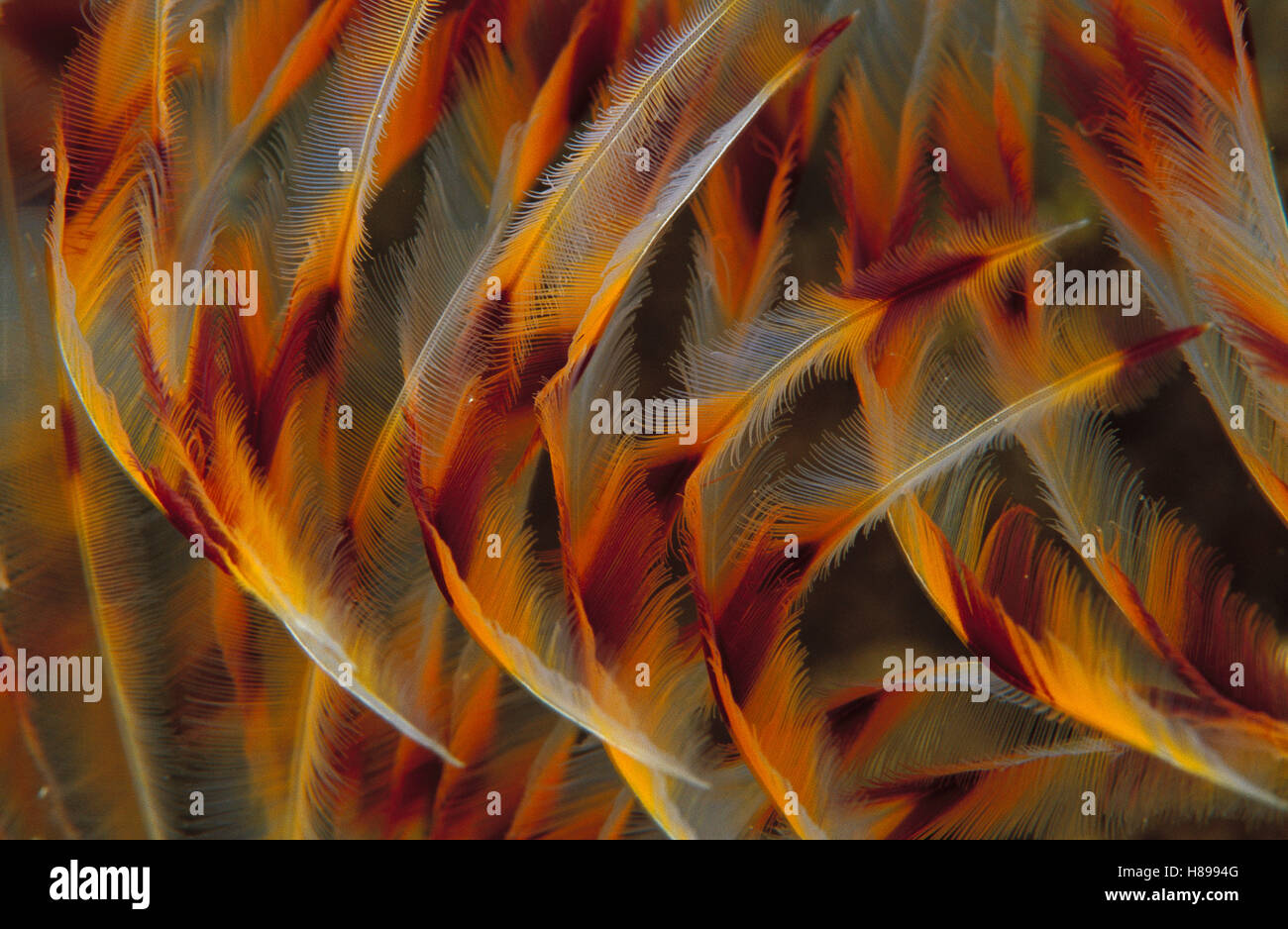 Feather Duster Worm (Eudistylia vancouveri) detail of tentacles, Papua New Guinea Stock Photo