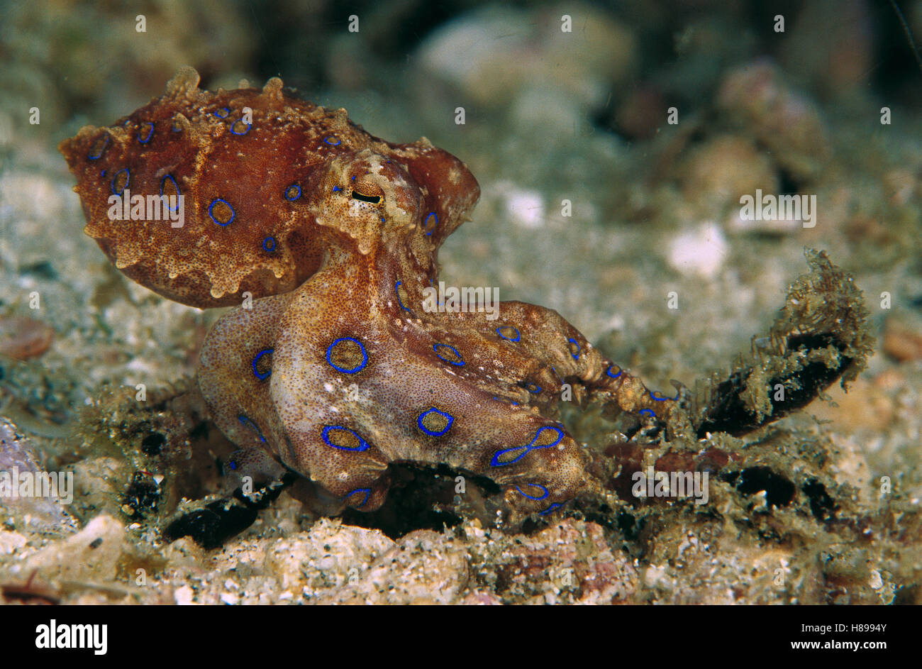 Blueringed Octopus (Hapalochlaena sp) only a few inches long and