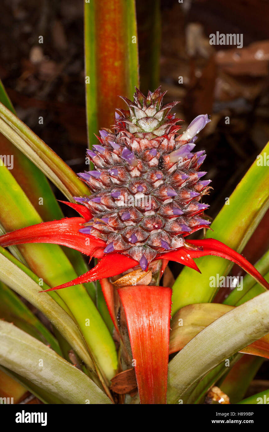 Pineapple, a bromeliad, with tiny mauve flowers, bright red bracts & spiny leaves growing in sub-tropical home garden in Queensland Australia Stock Photo