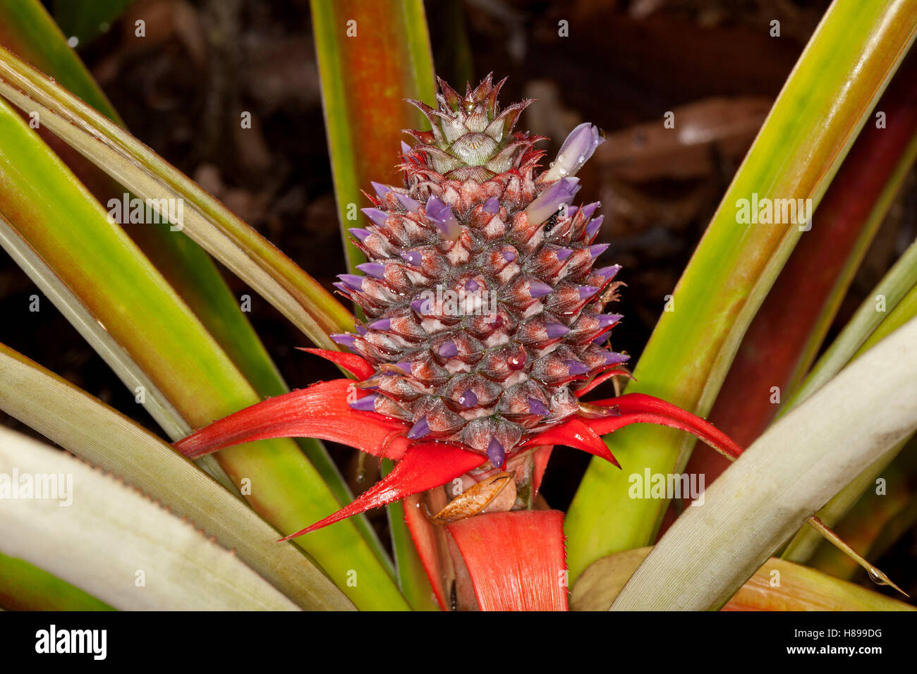 Pineapple, a bromeliad, with tiny mauve flowers, bright red bracts & spiny leaves growing in sub-tropical home garden in Queensland Australia Stock Photo