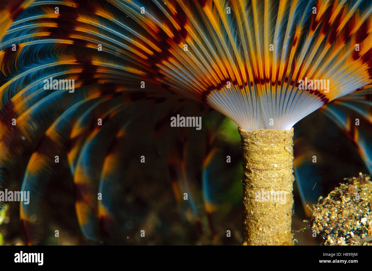 Feather Duster Worm (Eudistylia vancouveri) 50 feet deep, Papua New Guinea Stock Photo Alamy