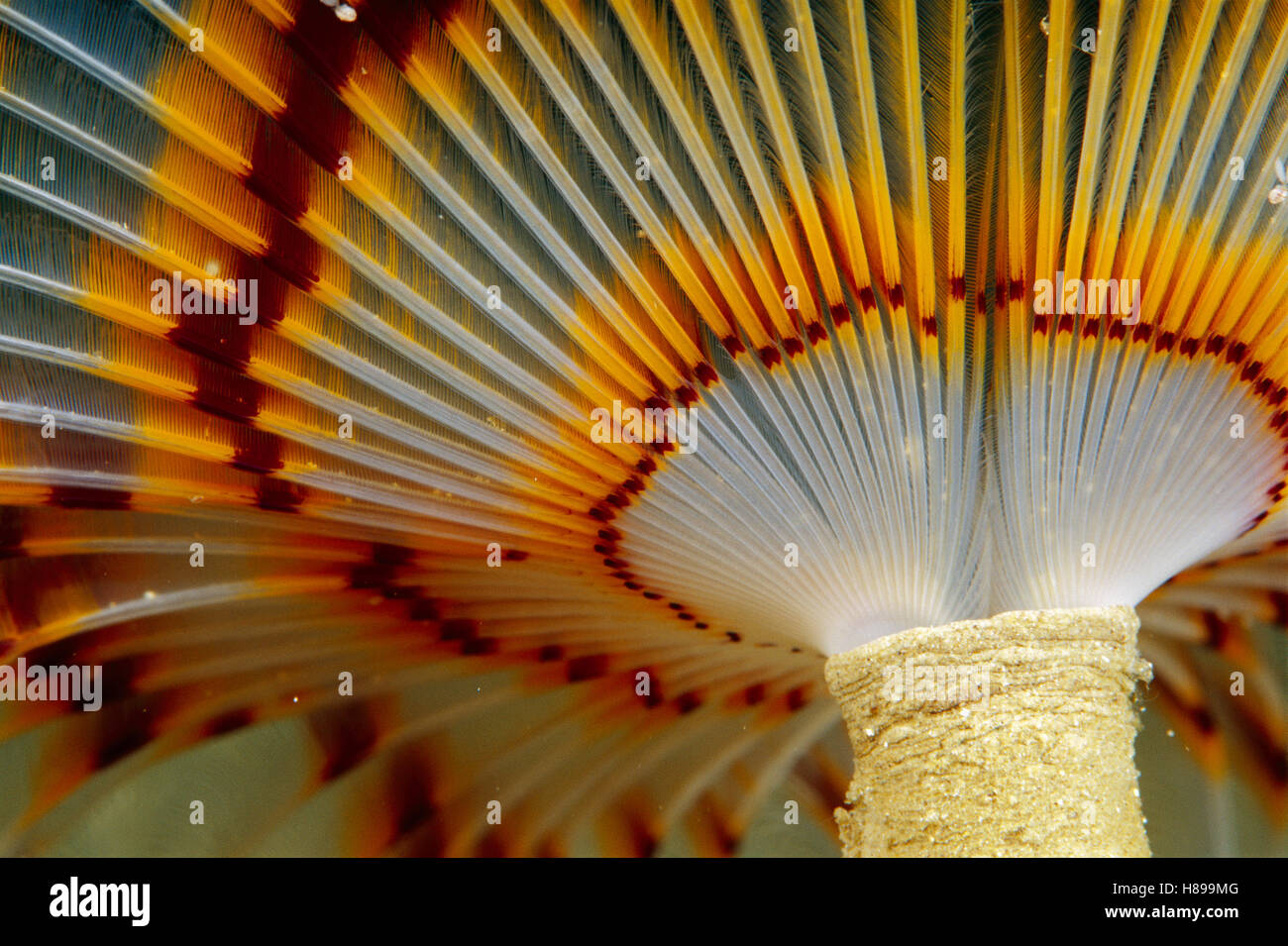 Feather Duster Worm (Eudistylia vancouveri) 50 feet deep, Papua New Guinea Stock Photo Alamy
