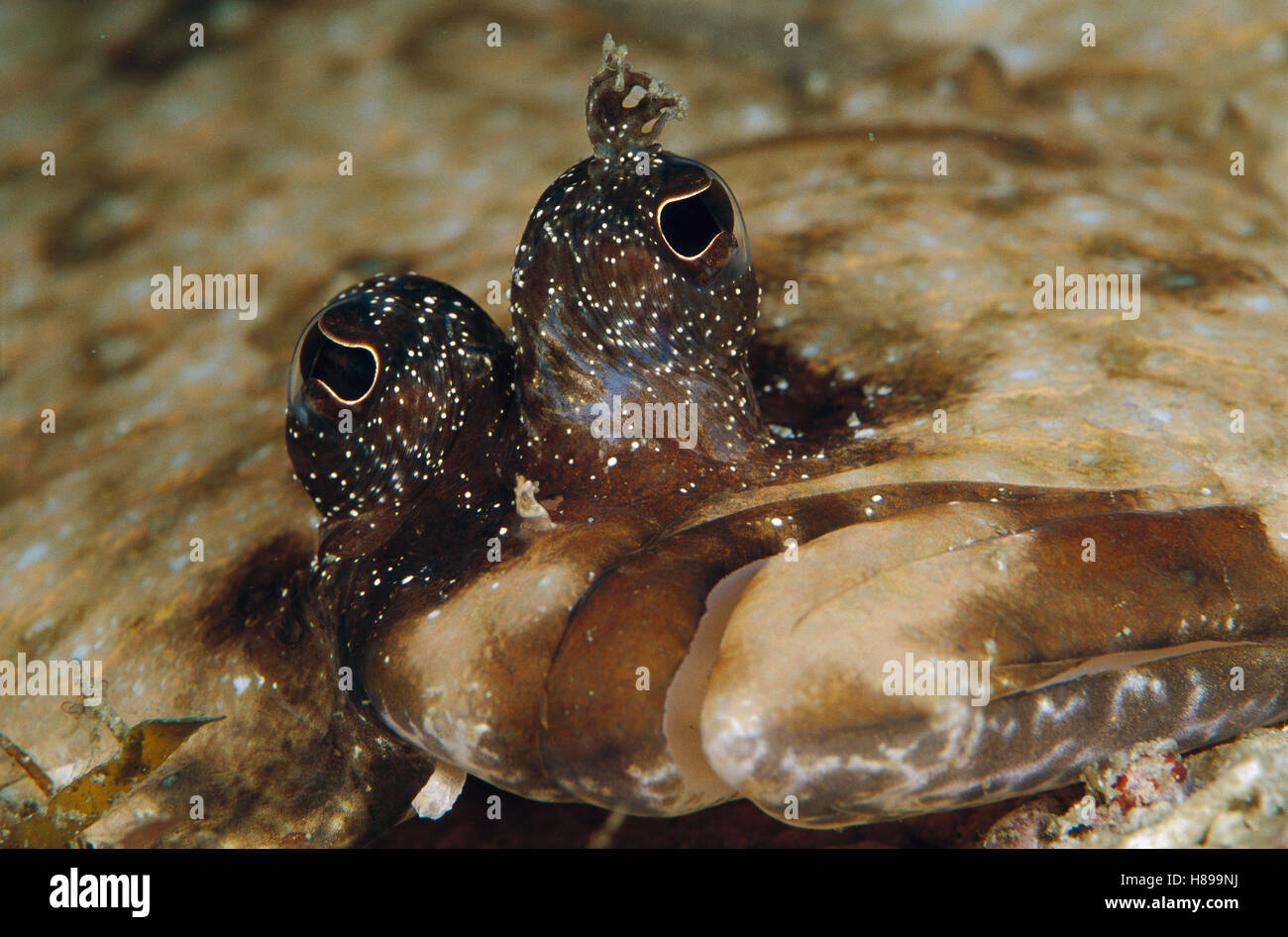 Ocellated Flounder (Pseudorhombus dupliciocellatus) showing eyes and