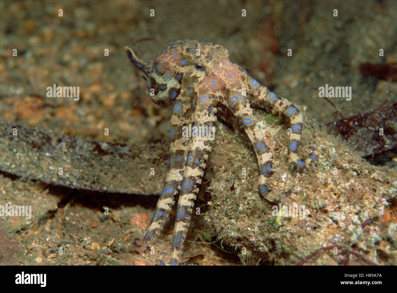 Blueringed Octopus (Hapalochlaena sp) deadly venom can paralyze a human's respiratory system in