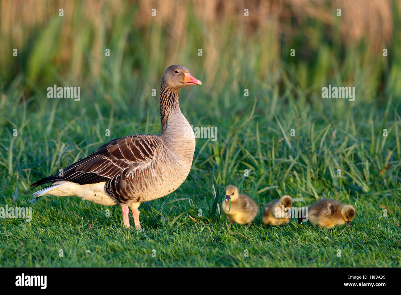Greylag Goose (Anser anser) with chicks, NoordHolland, Netherlands