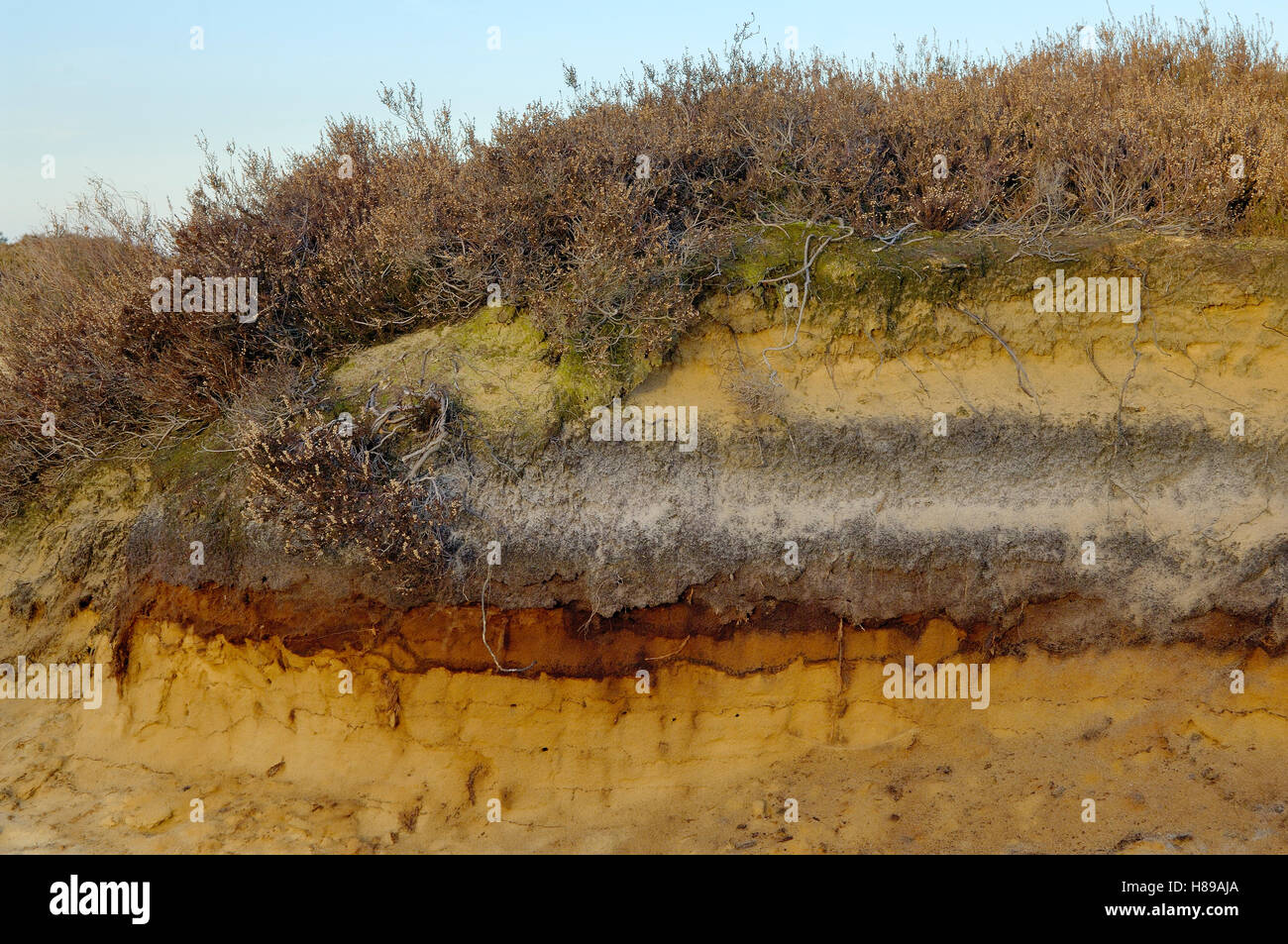 Meni erotik erotik film Retro qoramagiz porno