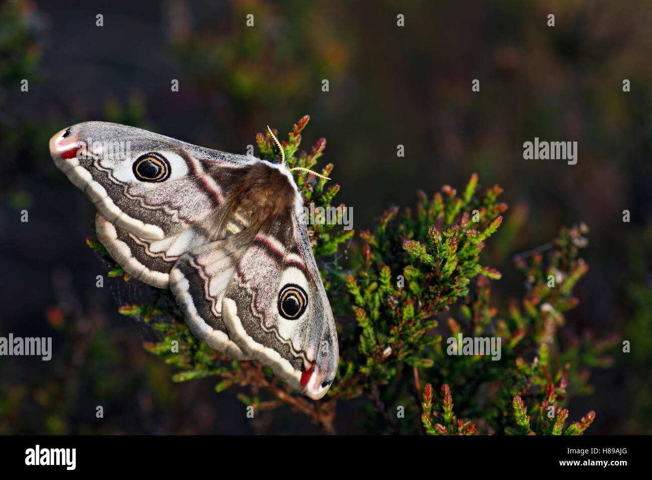 Emperor Moth (Pavonia pavonia) female showing eyespots on Heather ...