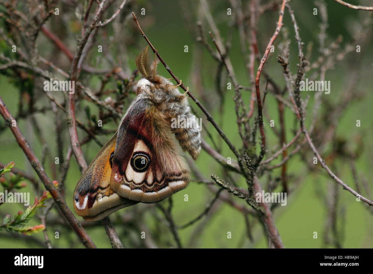 Emperor Moth (Pavonia pavonia) male on Heather (Calluna vulgaris ...