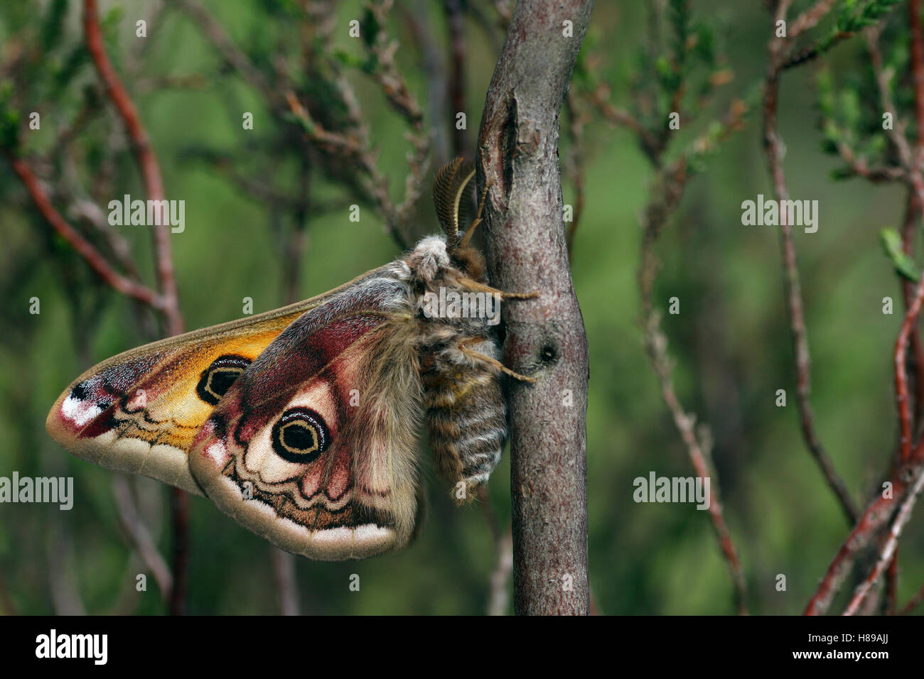 Emperor Moth (Pavonia pavonia) male on Heather (Calluna vulgaris ...