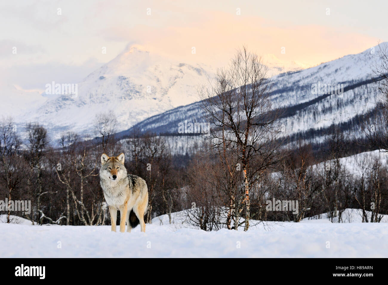 Photographer Pedersen discusses wolf encounters and forest loss in Norway Photographer Pedersen discusses wolf encounters and forest loss in Norway