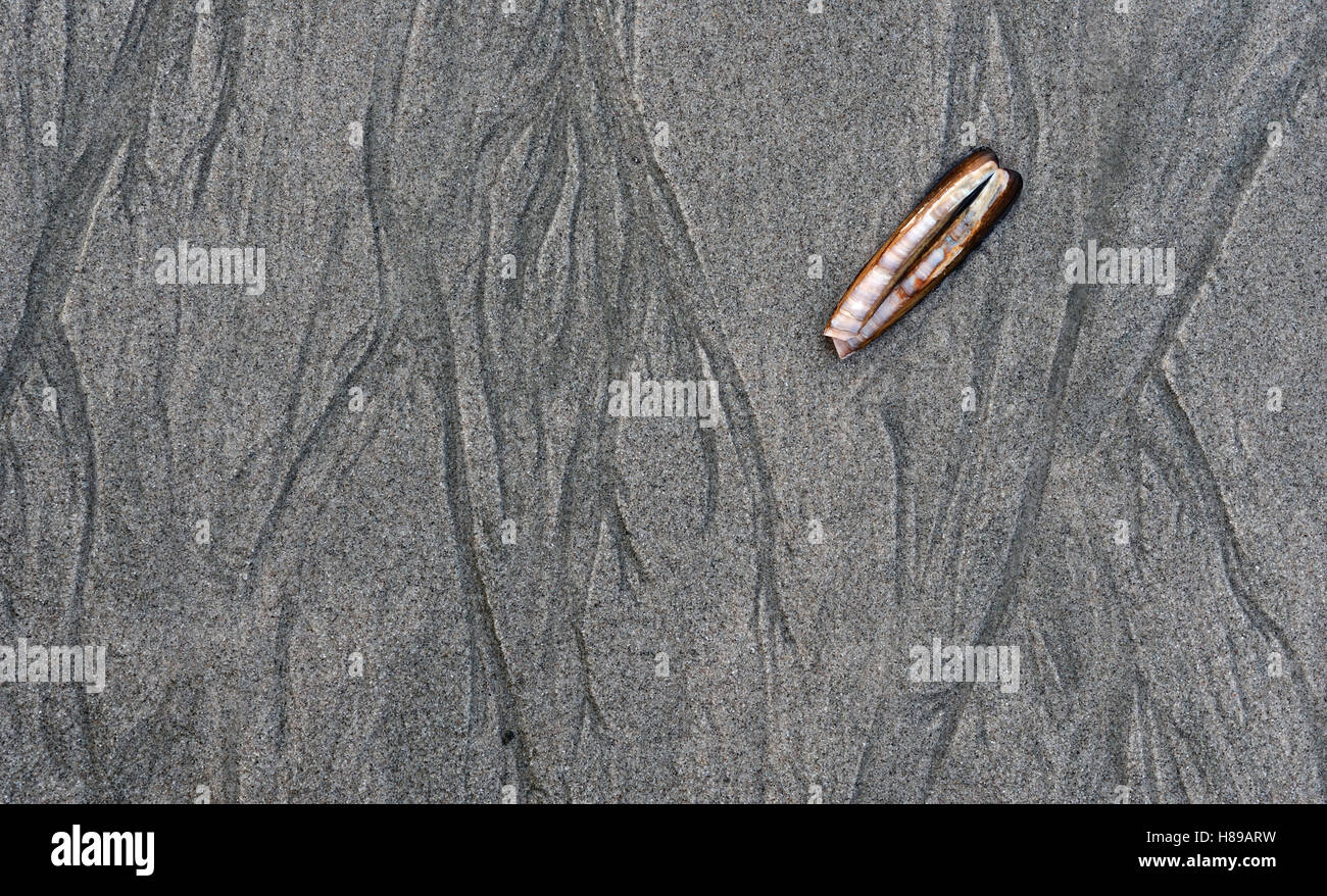 Atlantic Jackknife Clam (Ensis directus) on beach, Hoek van Holland ...